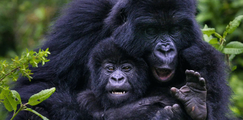 4-Day Fly-in Luxury Gorilla Trek