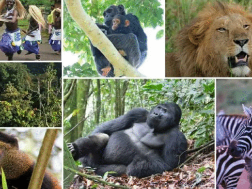 10 Days Luxury Uganda Safari