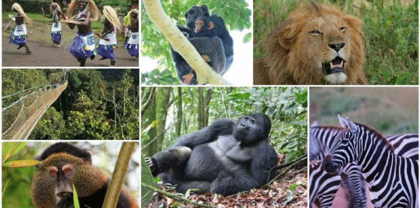 10 Days Luxury Uganda Safari