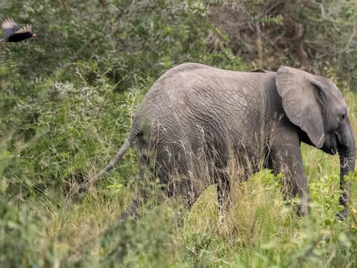 Entikko Safari Lodge 9 Entikko Safari Lodge 9