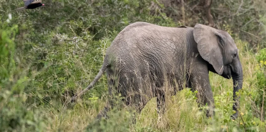 Entikko Safari Lodge 9 Entikko Safari Lodge 9