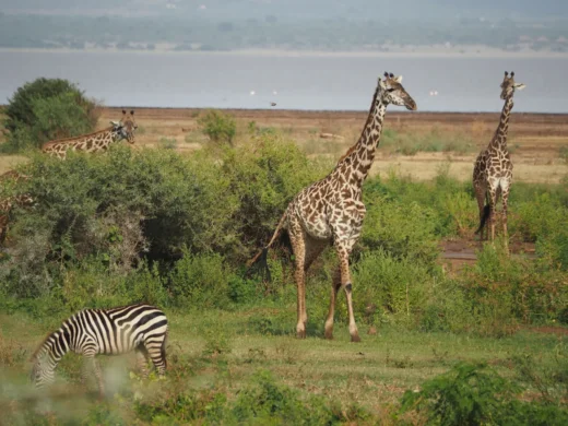 Lake Manyara National Park Lake Manyara National Park