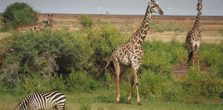 Lake Manyara National Park Lake Manyara National Park