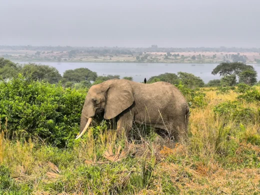 Murchison Falls National Park 1 Murchison Falls National Park 1