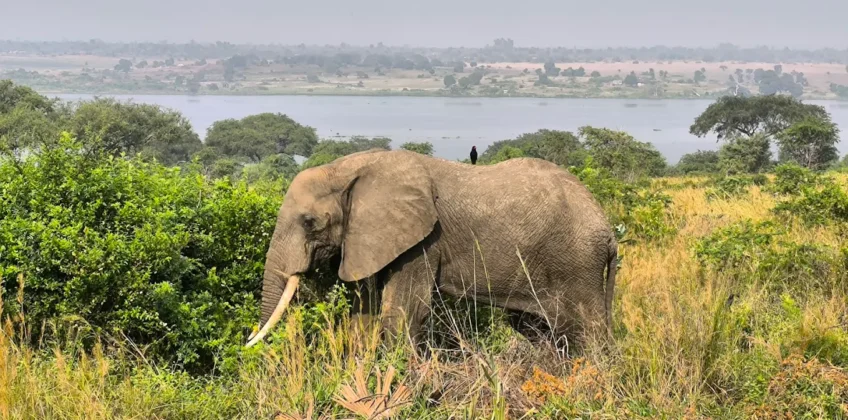 Murchison Falls National Park 1 Murchison Falls National Park 1