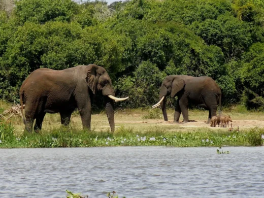 Murchison Falls National Park 2 Murchison Falls National Park 2