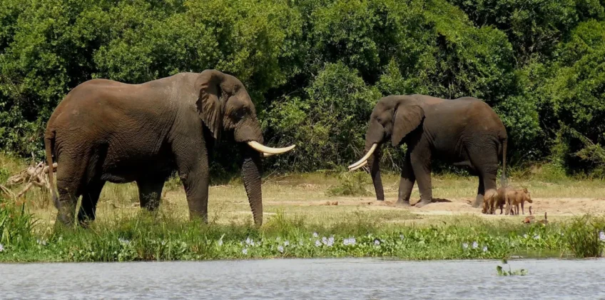Murchison Falls National Park 2 Murchison Falls National Park 2