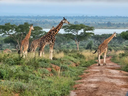 Murchison Falls National Park 4 Murchison Falls National Park 4