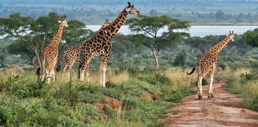 Murchison Falls National Park 4 Murchison Falls National Park 4
