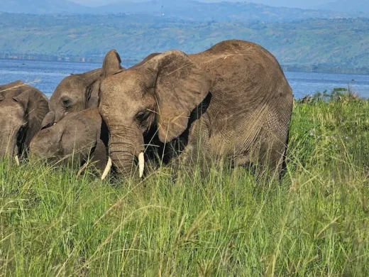 Murchison Falls National Park 5 his 8 Days Rwanda and Uganda Gorilla Primate Safari