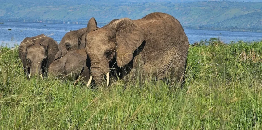 Murchison Falls National Park 5 his 8 Days Rwanda and Uganda Gorilla Primate Safari