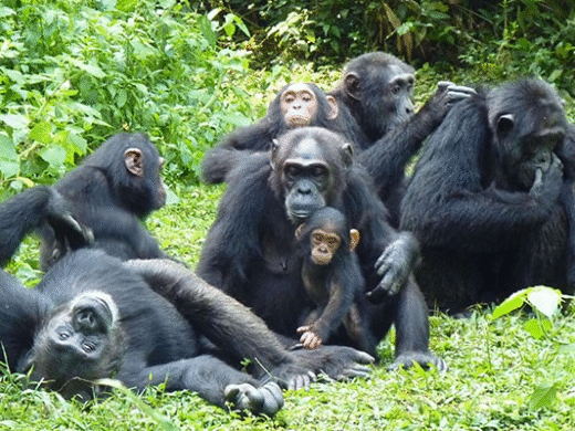 10-Day East Africa Primate Safari