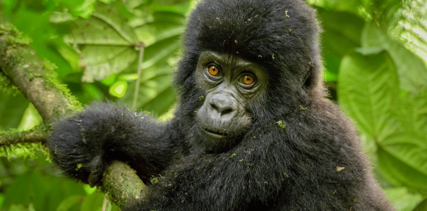 6 Days Rwanda Budget Safari