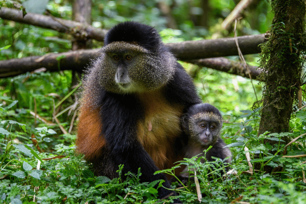 6 Days Rwanda Budget Safari