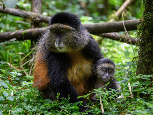 6 Days Rwanda Budget Safari