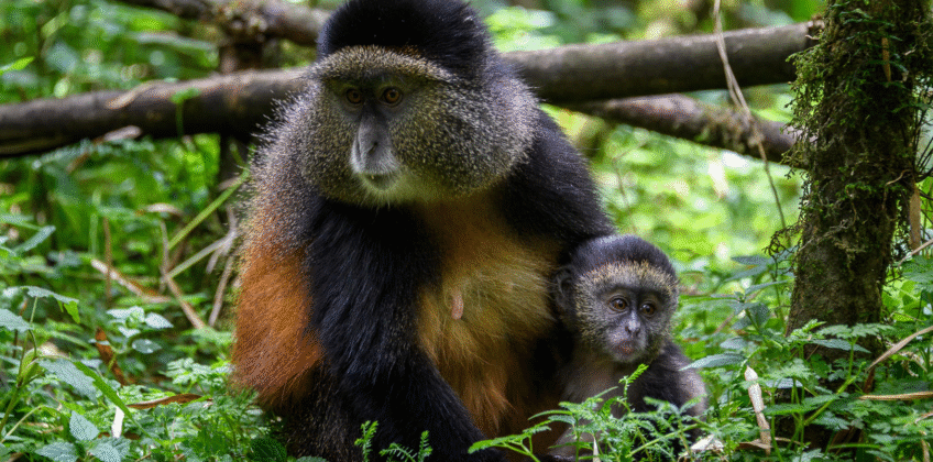 6 Days Rwanda Budget Safari