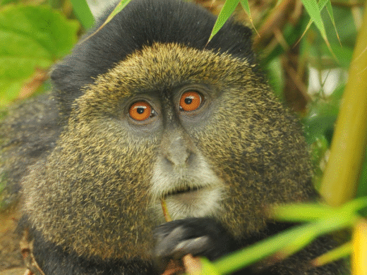 10-Day East Africa Primate