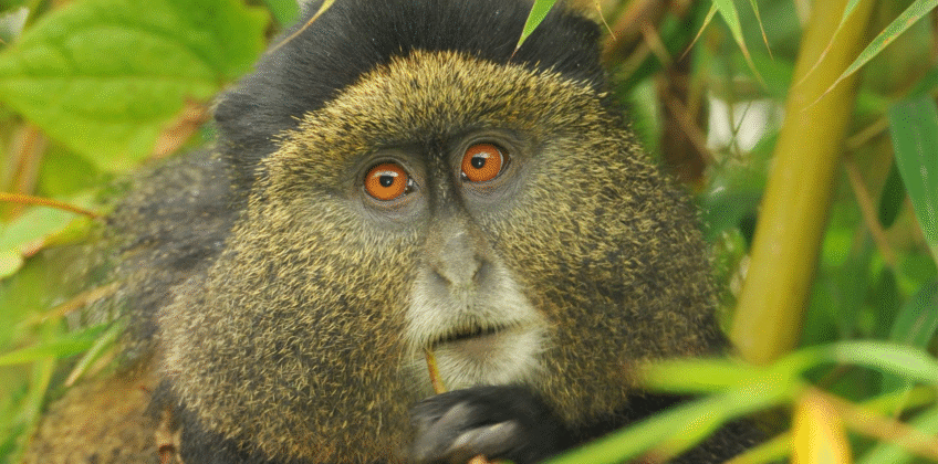 10-Day East Africa Primate