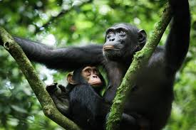 10-Day East Africa Primate Circuit