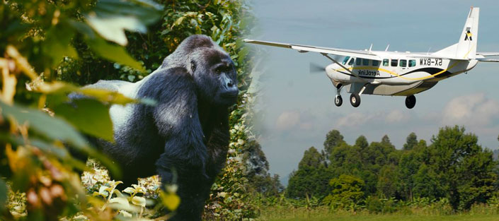 4-Day Fly-in Luxury Gorilla Trek 