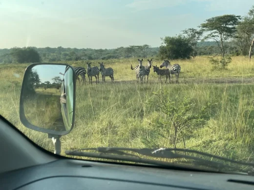 pieland Gorilla Safaris 1 pieland Gorilla Safaris 1