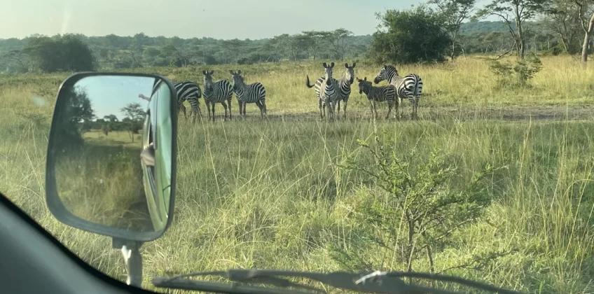 pieland Gorilla Safaris 1 pieland Gorilla Safaris 1