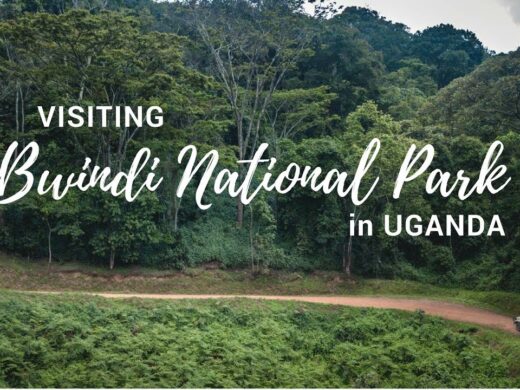 Gorilla Habituation experirnce in Bwindi Forest Travel Tips for Solo Gorilla Trekkers in Uganda