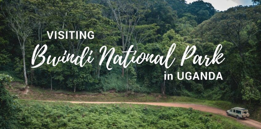 Gorilla Habituation experirnce in Bwindi Forest Travel Tips for Solo Gorilla Trekkers in Uganda