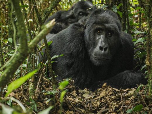 8 Days Rwanda and Uganda Gorilla& Primate Safari