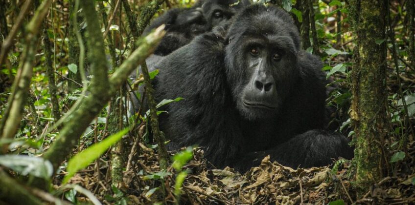 Gorilla Trekking in Volcanoes National Park 1 8 Days Rwanda and Uganda Gorilla& Primate Safari