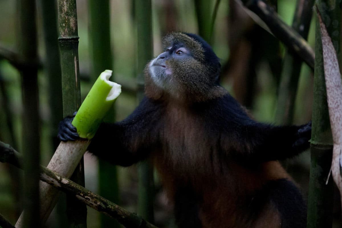 Golden Monkey Close-up