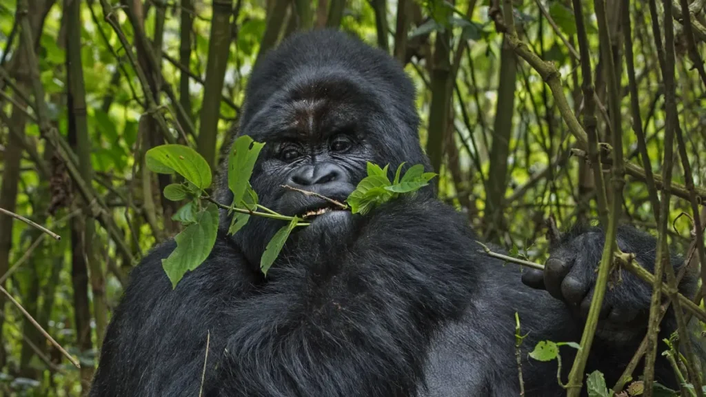 7 Days Luxury Rwanda Gorilla Trekking Safari