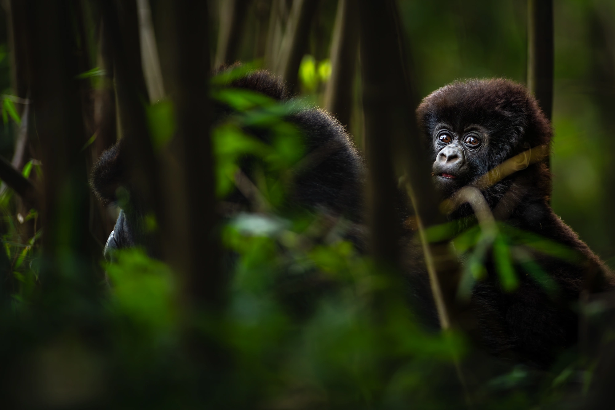 Baby gorilla in the forest