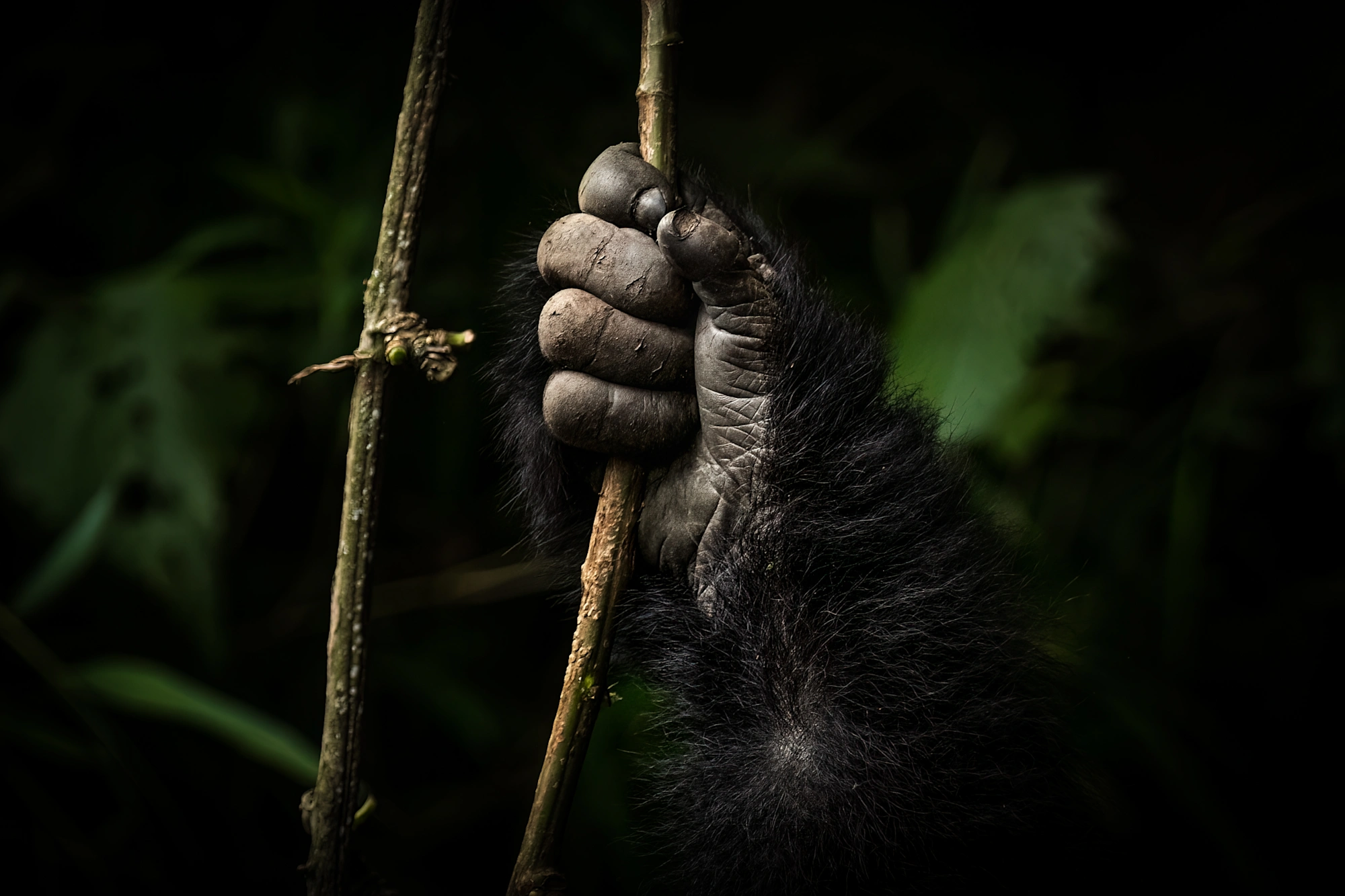 Gorilla close-up hand in forest
