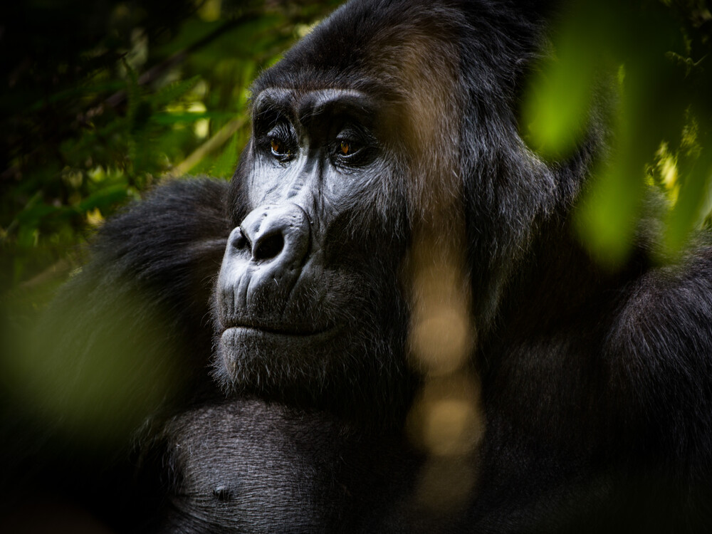 Affordable gorilla trekking with Nextgen Safaris