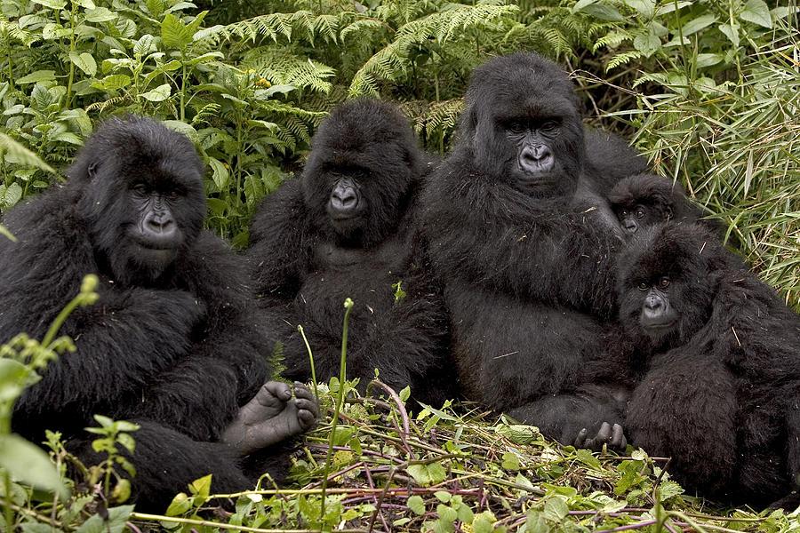 Best gorilla families to trek highlighted by Elevana