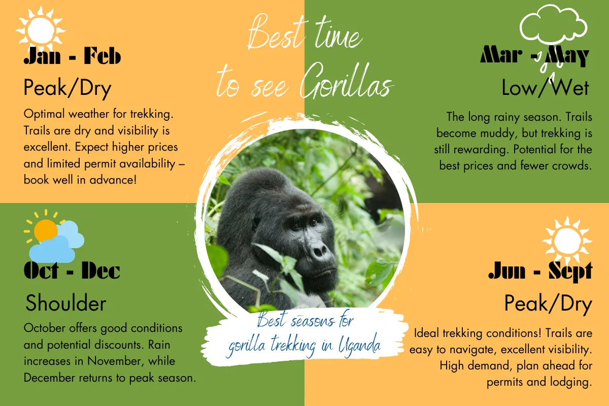 Best month to trek gorillas in Uganda - Jovana Gorilla Safaris