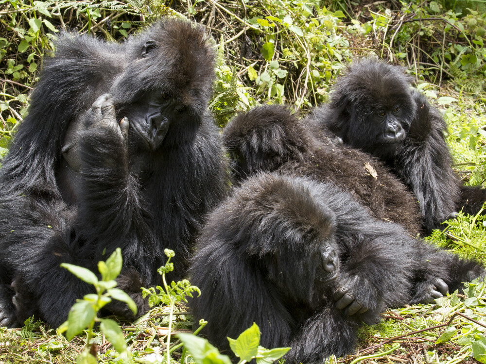 Plan Your Rwanda Gorilla Trekking Safari with Experts
