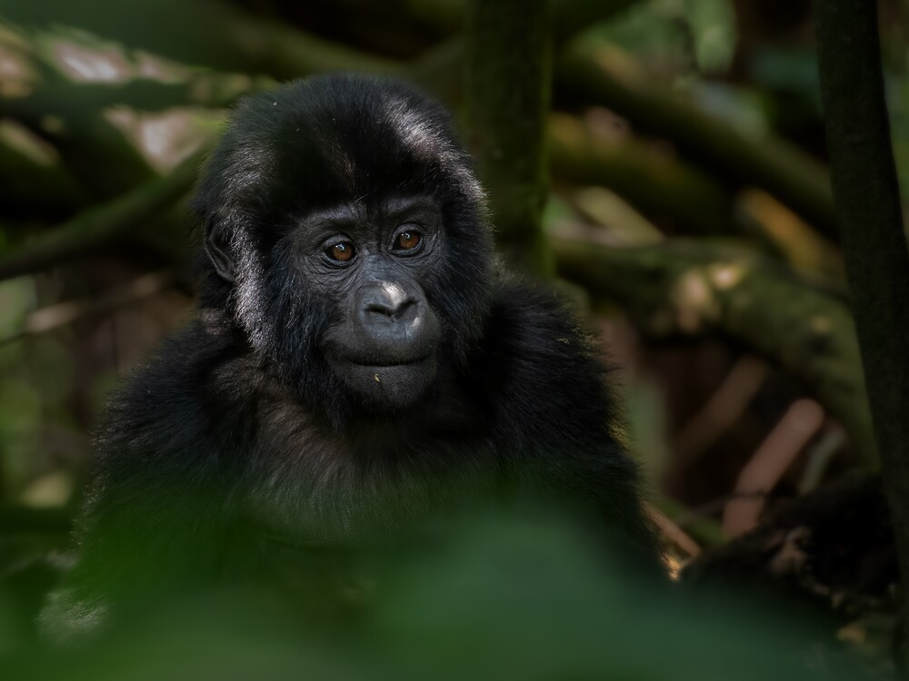 Booking a gorilla trekking tour in Rwanda