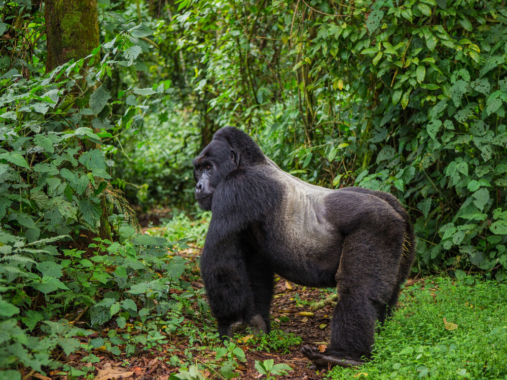 What Happens on the Day If Gorillas Are Not Immediately Found