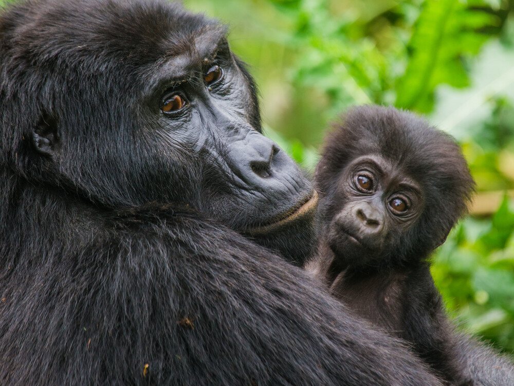Booking a gorilla trekking tour in Uganda with Nextgen Safaris