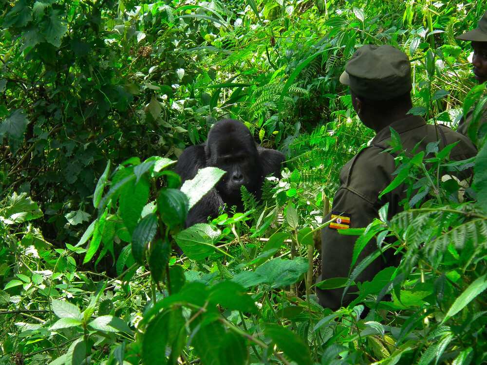 Booking a gorilla trekking tour in Uganda