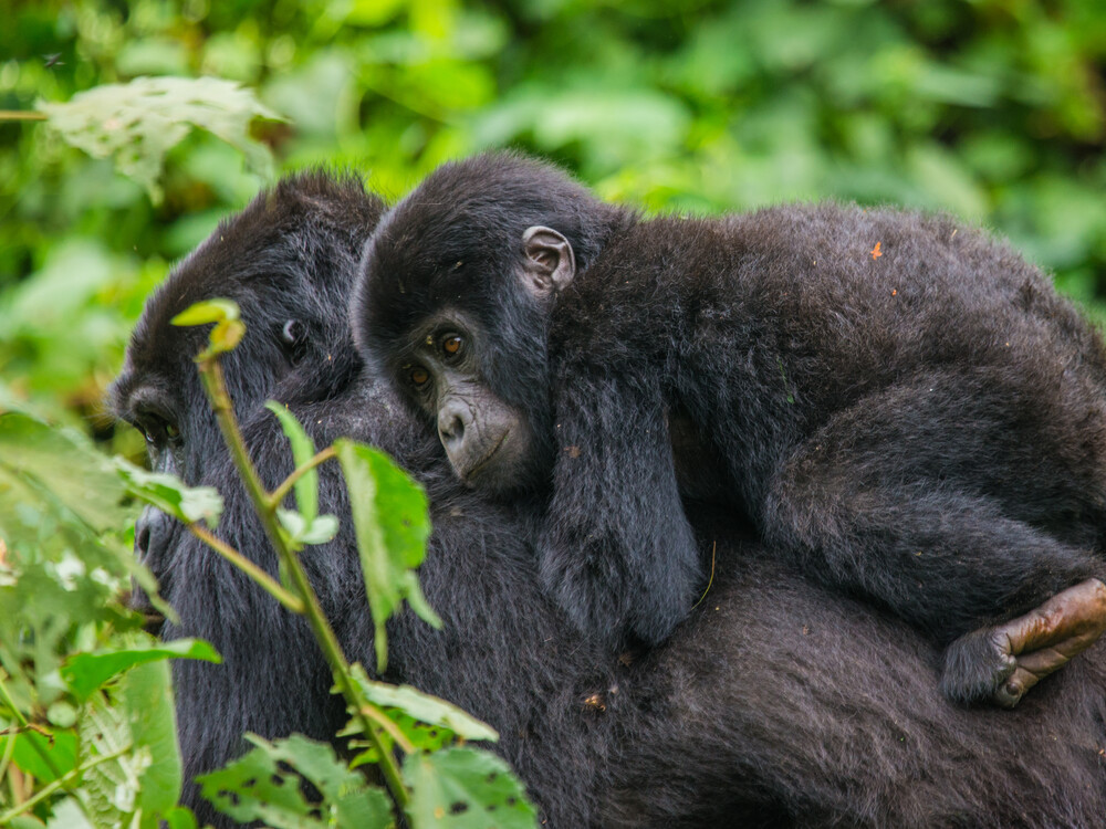 Booking a gorilla trekking tour with Nextgen Safaris