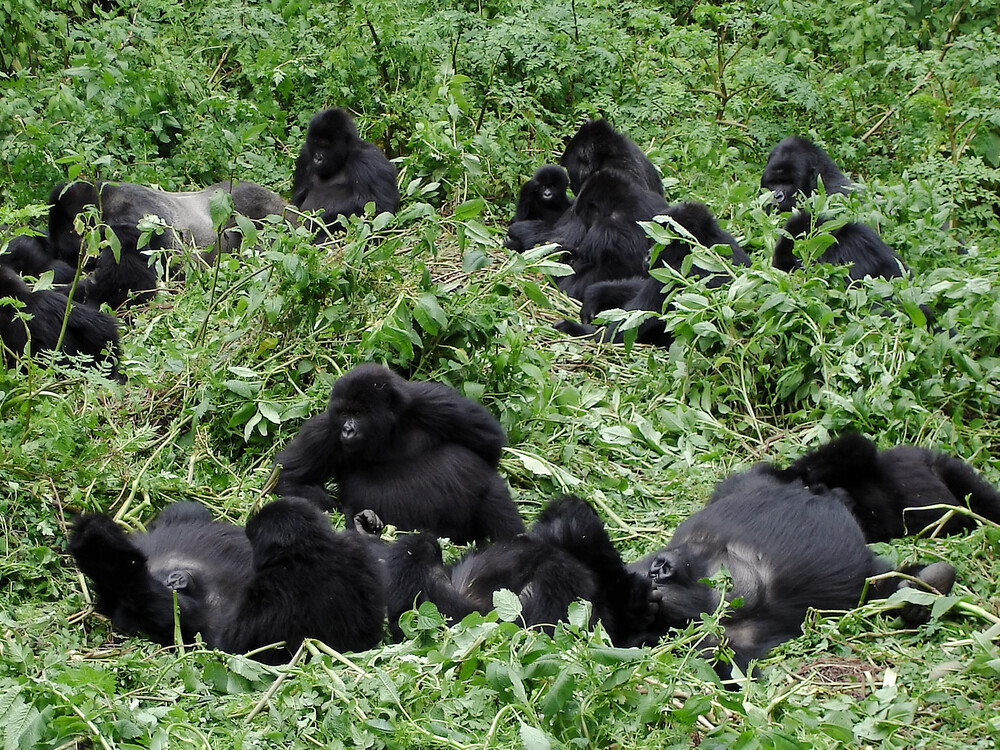 Why Mountain Gorillas Live in Families