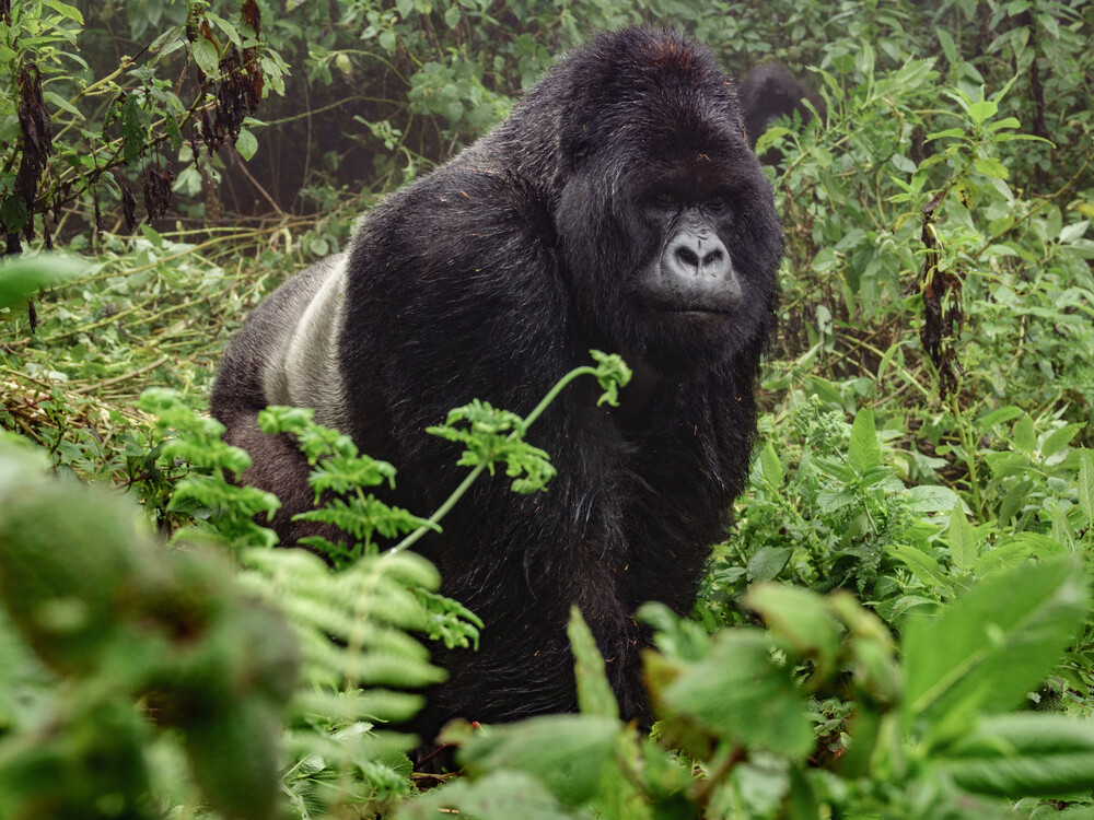 Booking a gorilla trekking with Nextgen Safaris