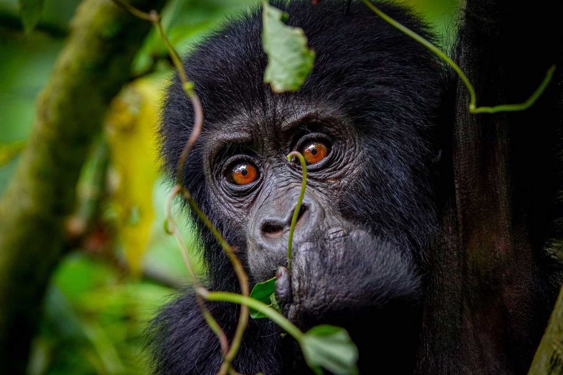Bwindi gorilla trekking in the rain - Jovana Gorilla Safaris