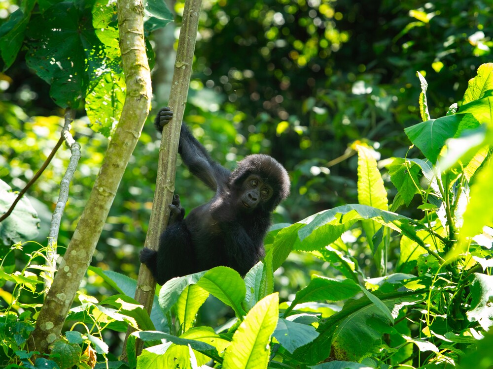 Baby Gorilla in Bwindi Impenetrable National Park