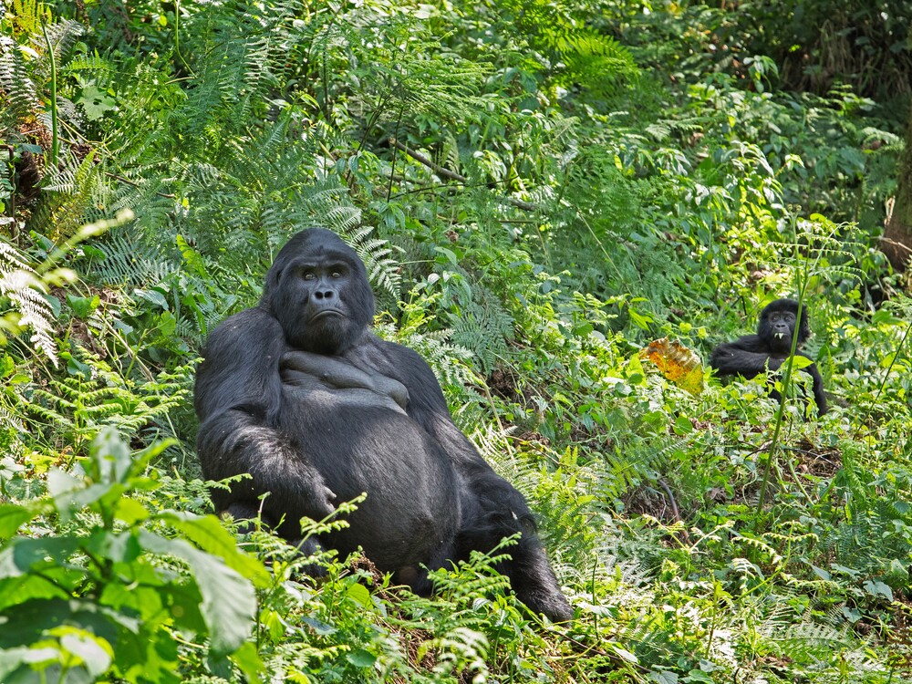 Gorilla family in Bwindi Impenetrable National Park