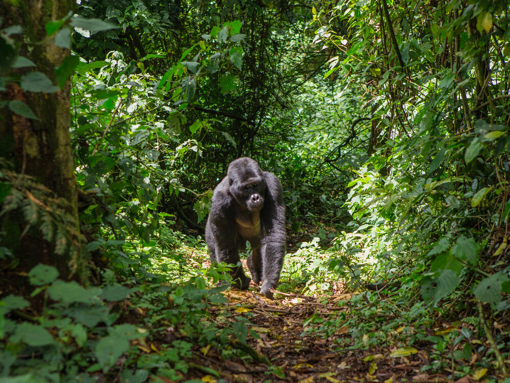 Gorilla Trekking in Bwindi Impenetrable National Park