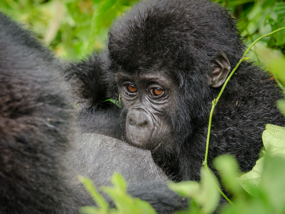 Cheap Gorilla Trekking with Nextgen Safaris